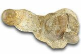 Ammonite (Stephanoceras & Leioceras) Fossil Cluster - France #244481-3